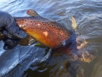 1stFish3.jpg