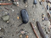 IMG_8732.jpeg
