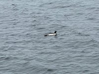 IMG_5285.jpeg