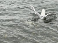 IMG_5297.jpeg