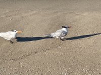 IMG_6830.jpeg