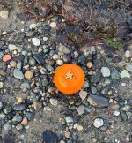 IMG_5326.jpeg
