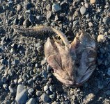 IMG_5337.jpeg