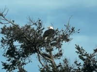 IMG_5385.jpeg