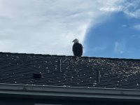 IMG_5394.jpeg