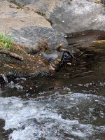 Dipper, N. Fork.jpg