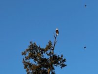 IMG_5437.jpeg