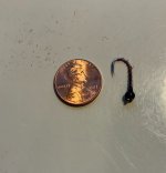 Chironomid.jpg