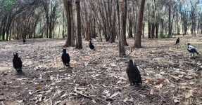 austalian magpies.jpg austalian magpies.jpg