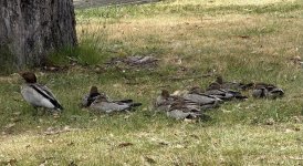 australian wood ducks.jpg australian wood ducks.jpg