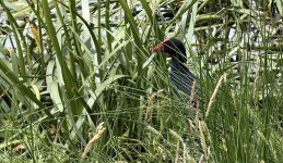 swamp hen.jpg swamp hen.jpg