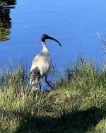 bin chicken white ibis.jpg bin chicken white ibis.jpg