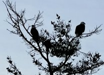 IMG_5509.jpeg