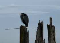 IMG_5510.jpeg