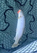IMG_2398.jpeg IMG_2398.jpeg