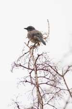 008-Scrub-Jay-013126.jpg 008-Scrub-Jay-013126.jpg