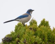 007-Scrub-Jay-020326.jpg 007-Scrub-Jay-020326.jpg