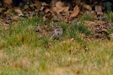 031-Song-Sparrow-020326.jpg 031-Song-Sparrow-020326.jpg