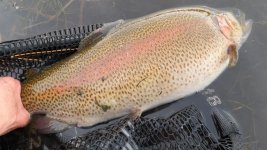 Trout for Super Bow weekend.jpg