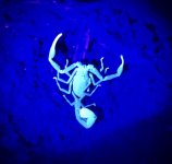 IMG_2425.jpeg