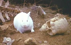 bad bunny.webp