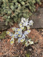 IMG_5575.jpeg