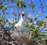 baby booby in nest.JPG