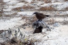 bird on nest and little one.JPG