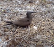 bird with egg.JPG