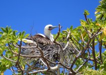 more mature booby.JPG
