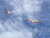 birds flying over head.JPG