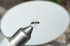 PXL_20260217_033227805.jpg