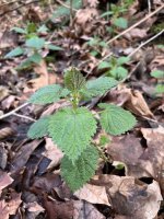IMG_6070.jpeg