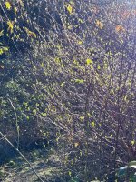 IMG_0388.jpeg