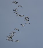 DSC00975.JPG