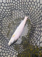 IMG_7950.jpeg
