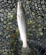 IMG_5822.jpeg