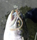 IMG_5823.jpeg