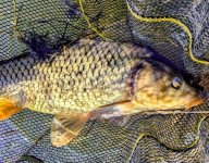 Early Season Pre-Prespawn Carp (and Capr)