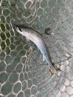 IMG_7460.jpeg