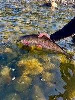 IMG_7451.jpeg