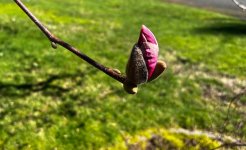 IMG_5925.jpeg