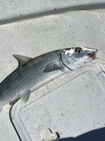 IMG_7894.jpeg