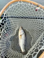 IMG_4721.jpeg