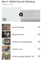 Screenshot_20260307_120323_Merlin Bird ID.jpg