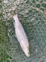 IMG_7541.jpeg