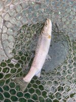 IMG_7533.jpeg