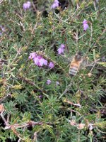 IMG_0482.jpeg