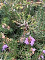 IMG_0485.jpeg