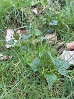 IMG_0486.jpeg